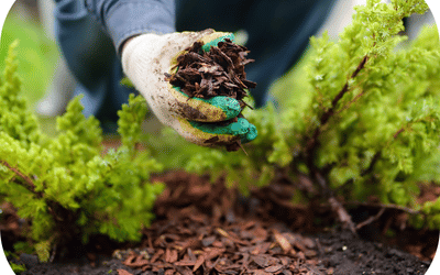 Spring Chores: ﻿A Backsafe® Haiku*